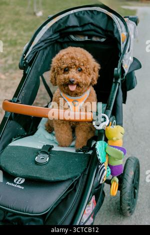 Caniche assis dans une poussette à l'extérieur Banque D'Images