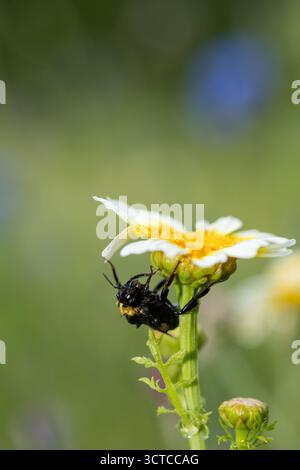 Bumble Bee se cachant sous la feuille dans la macro de pluie lourde, arrière-plan flou derrière Bumble Bee Banque D'Images
