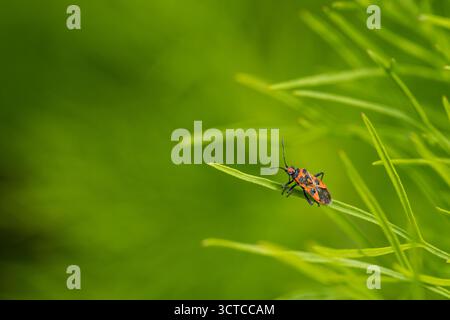 Insecte de cannelle reposant sur une seule tige verte sur fond vert flou, petit insecte dans un grand monde, insecte isolé en vert Banque D'Images