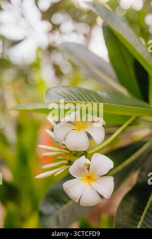 Gros plan sur les fleurs de Frangipani, Gili Air, Lombok, Indonésie Banque D'Images