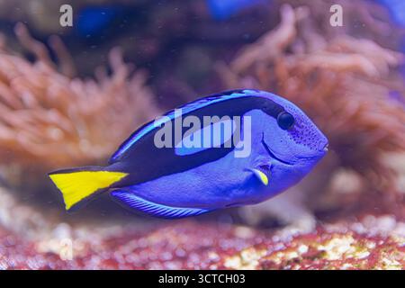 Palette de poissons chirurgiens, (Paracanthurus hepatus), nageant sur les fonds marins, vue rapprochée Banque D'Images