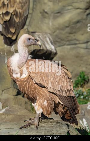 Vautours griffon eurasien, (Gyps fulvus), debout sur un rocher, un jour ensoleillé, regardant en arrière Banque D'Images