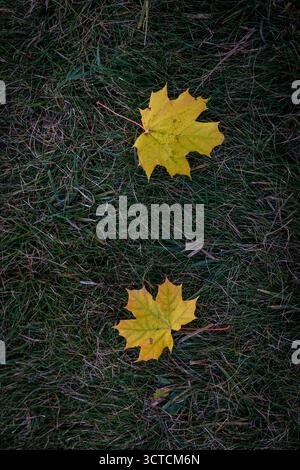 Cette image montre deux feuilles d'érable jaune vif élégamment couchées sur une parcelle d'herbe verte luxuriante, symbolisant la transition de l'été à l'automne. Banque D'Images