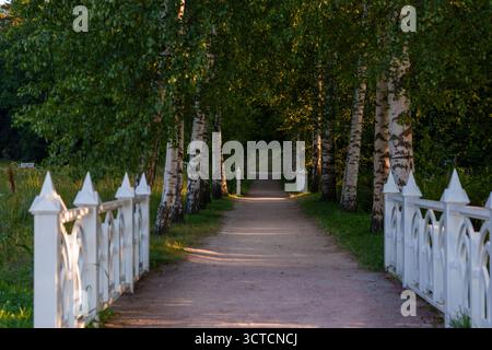 Paisible chemin bordé d'arbres avec clôture en bois blanc entourée de bouleaux dans un parc d'été, capturé dans la douce lumière du soir Banque D'Images
