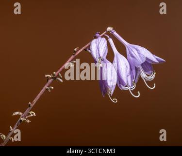 Gros plan de fleurs d'hosta violettes vibrantes, cultivar Purple passion, sur une tige mince, se distinguant sur un fond brun chaud et lisse Banque D'Images