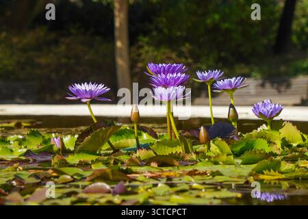 Lotus bleu (Nymphaea nouchali), lotus égyptien, nénuphar bleu, nénuphar bleu sacré. Dans un étang d'un parc public, Espagne. Banque D'Images