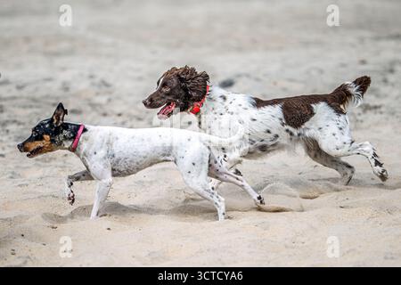 Deux chiens courent sur la plage de sable en Espagne, profitant d'un moment amusant de jeu et de vitesse, leurs oreilles battant et les pieds battant sur le sable. Banque D'Images