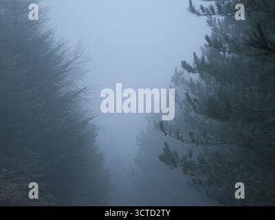Misty Forest Pine Trees on a Foggy Morning - Une image sombre, sombre et atmosphérique d'une forêt de pins dense enveloppée dans un épais brouillard matinal, créant un mys Banque D'Images