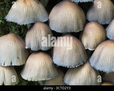 Grappe de champignons délicats plissés Inkcap sur mousse vibrante - gros plan détaillé d'un grand groupe de petits champignons de couleur claire poussant étroitement emballés Banque D'Images