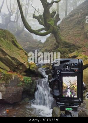 Appareil photo immortalisant mystique Forest Waterfall sur un trépied - vue du photographe d'un ruisseau moussue et d'un arbre noueux dans un bois brumeux et étrange, parfait pour fo Banque D'Images