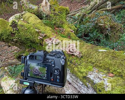 Appareil photo immortalisant mystique Forest Waterfall sur un trépied - vue du photographe d'un ruisseau moussue et d'un arbre noueux dans un bois brumeux et étrange, parfait pour fo Banque D'Images