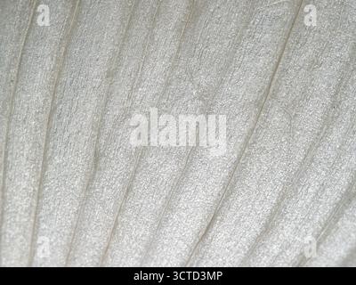 Texture de fibre blanche abstraite de la peau d'oignon - vue macro extrême d'une texture de peau d'oignon blanc translucide, fibreuse et subtilement rayée. Banque D'Images