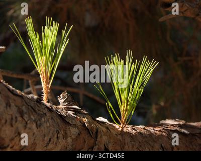 Emerging Pine Tree Shoots sur l'écorce - gros plan de deux pousses d'aiguilles de pin vert vif poussant à partir d'écorce d'arbre rugueuse, mises en évidence par un effet projecteur de Banque D'Images