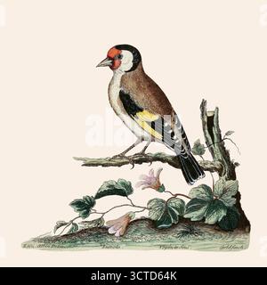 L'orangefinch européen ou simplement l'orangefinch (Carduelis carduelis) est un petit oiseau passereau de la famille des pingôtres issu d'Une histoire naturelle des oiseaux : illustré d'une centaine et une plaques de cuivre, curieusement gravées de la vie par Albin, Eleazar, actif 1713-1759, auteur, illustrateur, coloriste, éditeur publié en 1731 Banque D'Images