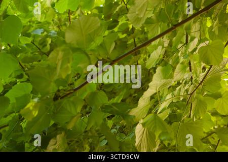 Feuilles de tilleul vert denses sur les branches remplissant tout le cadre, créant un fond feuillu luxuriant. Banque D'Images