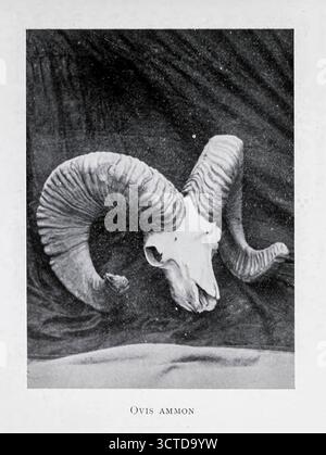 L'argali (Ovis ammon), également connu sous le nom de mouton de montagne, est un mouton sauvage originaire des hautes terres de l'ouest de l'Asie de l'est, de l'Himalaya, du Tibet et des montagnes de l'Altaï. Tiré de ' The Sportsman's book for India ' édité par Aflalo, Frederick George, date de publication H. Marshall & son 1904 Banque D'Images