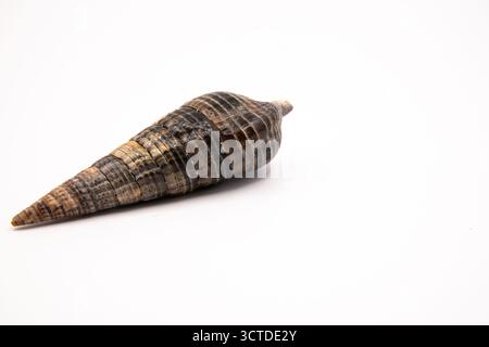 Coquillage en spirale d'un escargot télescopique, peut-être Turritella ou Terebralia palustris, affiché sur fond blanc. Banque D'Images