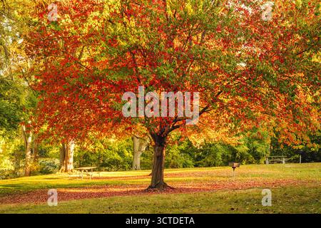 Leaves changing colors on a maple tree Banque D'Images