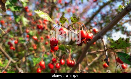 Baies d'aubépine rouges mûres avec des feuilles vertes, illuminées par de doux rayons du soleil d'automne. Fond de ciel flou. Fruits de baies d'automne. Banque D'Images