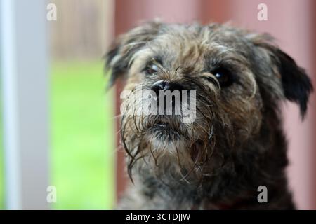 Gros plan sur le chien Border Terrier Banque D'Images