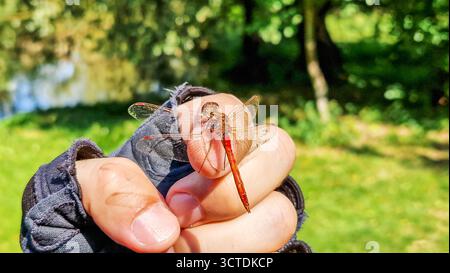 L'homme tient une libellule blessée sur sa main dans la nature. Femelle Sympetrum libellule avec des ailes dorées sur la main de l'homme dans le gant de cyclisme Banque D'Images