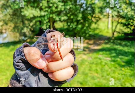 Femelle Sympetrum libellule avec des ailes dorées sur la main de l'homme dans le gant de cyclisme. L'homme tient une libellule blessée sur sa main dans la nature. Banque D'Images