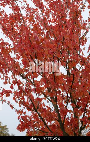 Botanische Aufnahme von Acer rubrum ('coucher de soleil rouge') (Ahorn). Photographie botanique d'Acer rubrum ('coucher de soleil rouge') (érable). Banque D'Images