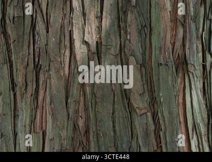 Gros plan sur Wood grain Banque D'Images