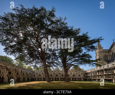 Salisbury, Wiltshire, Royaume-Uni : cloître de la cathédrale de Salisbury avec deux grands cèdres du Liban dans la cour herbeuse (quadrangle ou garth) Banque D'Images