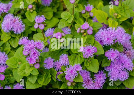 Gros plan de fleurs de fil violet vif (Ageratum houstonianum) avec des amas de pétales moelleux, poussant parmi des feuilles vertes luxuriantes dans un cadre de jardin, symb Banque D'Images