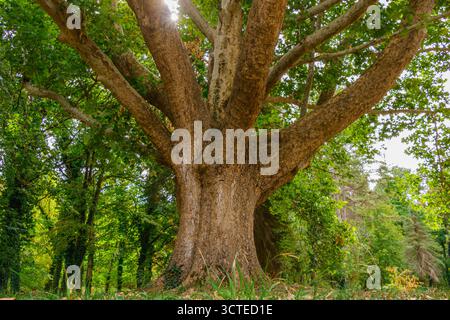 Un vieil arbre majestueux avec un tronc épais et des branches expansives qui s'étendent vers l'extérieur, formant une canopée feuillue dans une forêt paisible, illuminée par un soleil doux Banque D'Images