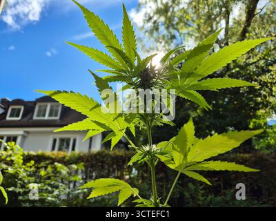 Plante de marijuana poussant sur balcon vue rapprochée de plante de marijuana verte. La culture personnelle de plantes de cannabis reste soumise au règlement national et au règlement Banque D'Images