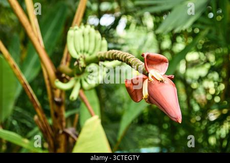 Gros plan de fleur de banane et de jeunes bananes vertes sur une banane tropicale dans la jungle luxuriante. Banque D'Images