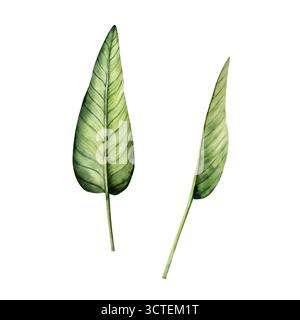 Feuille de fleur Strelitzia réaliste. Aquarelle dessinée à la main oiseau tropical de paradis avec des feuilles vertes. Illustration botanique isolée sur transparent Banque D'Images
