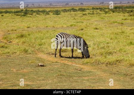 Un zèbre pèle dans le parc national d'Amboseli, au Kenya. Il mange de l'herbe dans la savane ouverte. Banque D'Images