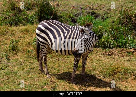 Un zèbre pèle dans le parc national d'Amboseli, au Kenya. Le zèbre mange de l'herbe dans un champ. Banque D'Images
