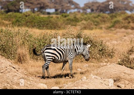 Un zèbre pèle dans le parc national d'Amboseli, au Kenya. C'est chercher de la nourriture dans le paysage sec et herbeux. Banque D'Images
