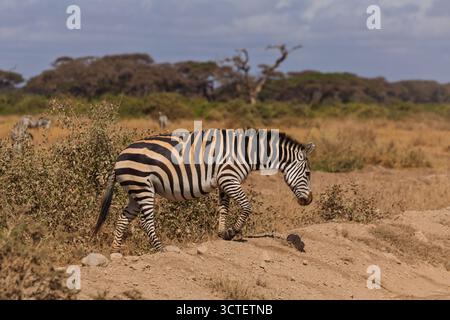 Un zèbre pèle dans le parc national d'Amboseli, au Kenya, à la recherche de subsistance dans le paysage aride. Banque D'Images
