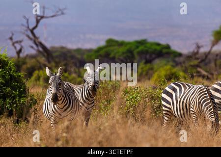Les zèbres paissent dans le parc national d'Amboseli, au Kenya. Deux zèbres regardent la caméra tandis qu'un autre pèle. Banque D'Images