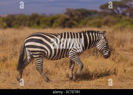 Un zèbre pèle dans le parc national d'Amboseli, au Kenya, à la recherche de nourriture dans la savane sèche. Banque D'Images