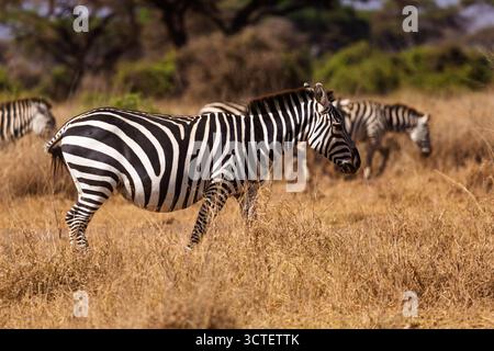 Un zèbre pèle dans le parc national d'Amboseli, au Kenya. Les zèbres mangent l'herbe sèche du parc. Banque D'Images