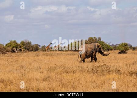 Un éléphant marche dans les hautes herbes du parc national d'Amboseli au Kenya, avec deux girafes en arrière-plan. Banque D'Images