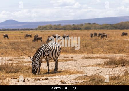 Un zèbre pèse dans le parc national d'Amboseli, au Kenya, tandis que les gnous paissent en arrière-plan. Banque D'Images