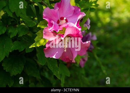 Deux fleurs d'hibiscus de couleur rose dans une rangée Banque D'Images