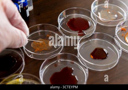 Chercheur dans une expérience de laboratoire utilisant une aiguille pour mélanger des échantillons dans des boîtes de Pétri disposées en rangées sur un plateau de table. Banque D'Images