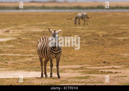 Un zèbre est en alerte dans le parc national d'Amboseli au Kenya, tandis qu'un autre pèle en arrière-plan. Banque D'Images