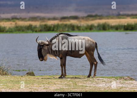 Un gnous se trouve près d'un point d'eau dans le parc national d'Amboseli au Kenya, susceptible de boire ou de se rafraîchir. Banque D'Images