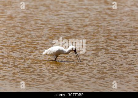 Un bec de cuillère africain patère dans l'eau, cherchant de la nourriture dans le parc national d'Amboseli, au Kenya. Banque D'Images