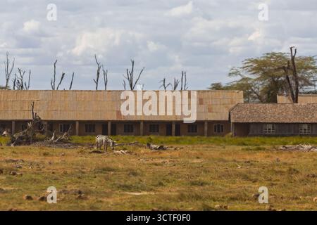Un zèbre pèle dans le parc national d'Amboseli, au Kenya, avec des bâtiments abandonnés en arrière-plan. Banque D'Images