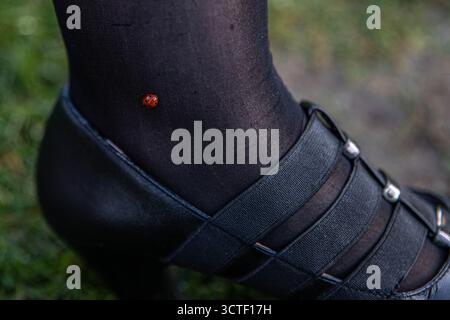 Petite coccinelle rouge avec des taches noires assis sur la jambe d'une femme, vêtue de collants noirs minces, portant des chaussures noires, porte chance Banque D'Images